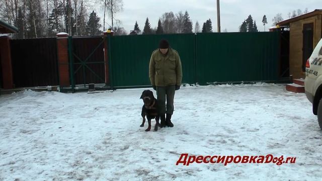 Дрессировка собак. Ротвейлер Гектор, общий курс дрессировки смотреть онлайн