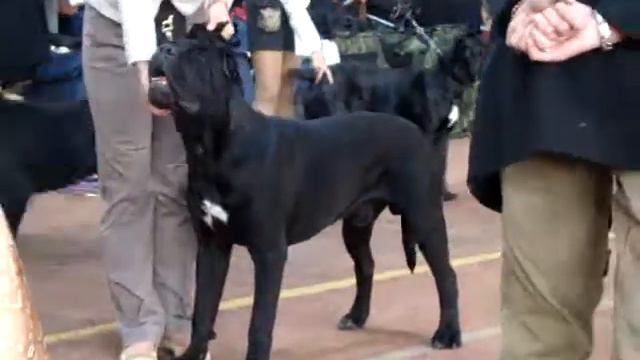 Одесса САС!В 16.10.2011 Кане Корсо Юниоры смотреть онлайн