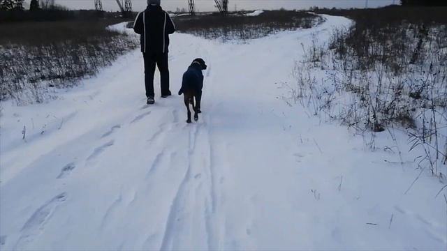 Родезийский риджбек Боня (Дейонга Гайя Монифа) - зимние пейзажи на прогулке.