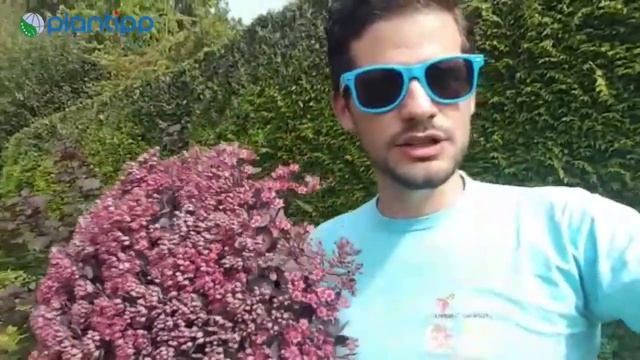 Plantipp presents Sedum SunSparkler DAZZLEBERRY смотреть онлайн