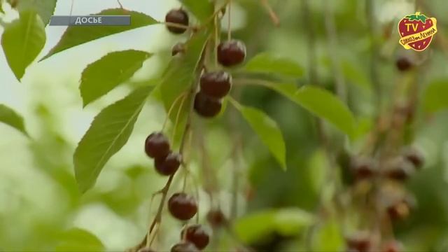 Раскрыта преступная схема захвата земель рейдерами от власти смотреть онлайн