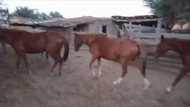 Мал базар бағалары бие айгыр тай кунан кулын тана сиыр бука бузау кой ешкі смотреть онлайн