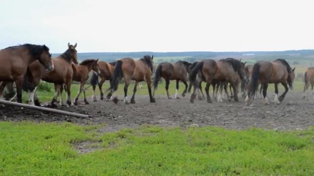 Маточный табун владимирских тяжеловозов смотреть онлайн