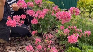 Цветение рододендрона |Рододендрон время цветения|Сроки цветения рододендронов