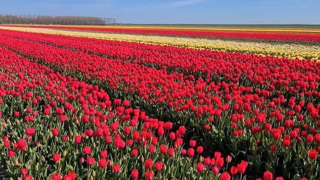 Прогулка по Шикарным Тюльпановым Полям в Голландии ? | Вальс Цветов, Шопен смотреть онлайн