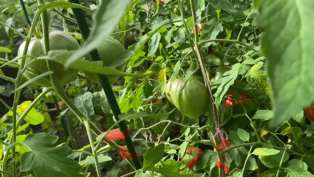 Томаты под Питером. Обзор сортов и гибридов. Кировск ленинградкой области, август 2023 смотреть онлайн