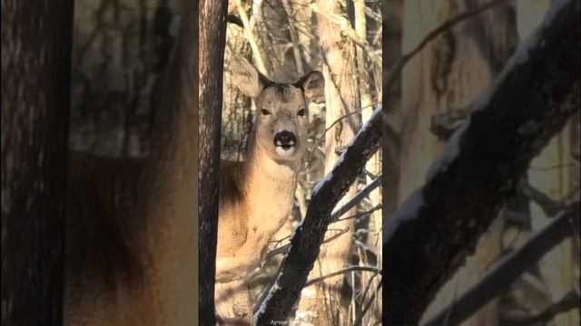 Косуля в лесу зимой крупным планом #shorts смотреть онлайн