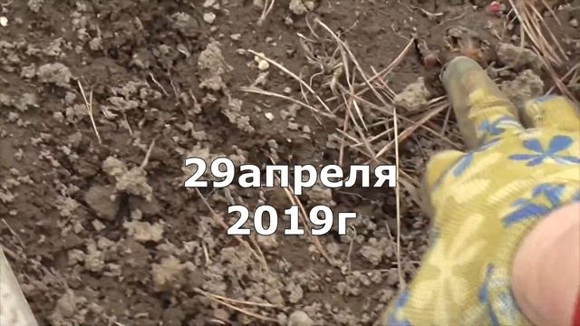 Пион из Оби Ч.4 Цветение.Еще 3 сорта из разных магазинов,результат выращивания. смотреть онлайн