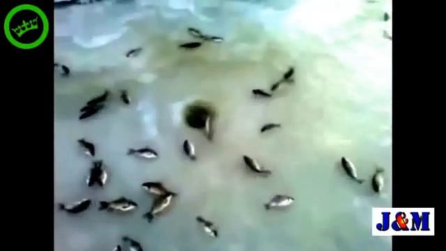 КЛЕВ !!!,однако смотреть онлайн