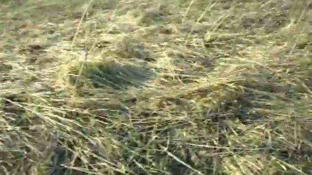 Золото из обоза Колчака - Золото Сибири #ru_kompass #кладоискатель #Колчак