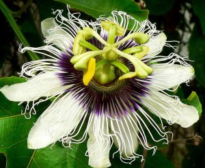 «СТРАСТОЦВЕТ МАРАКУЙЯ» РЕЛАКС АРТ-ТЕРАПИЯ ИМПРОВИЗАЦИЯ композитор Виктор Анохин #instrumentalmusic