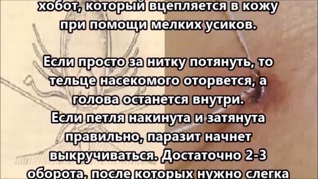 Зоология для Детей