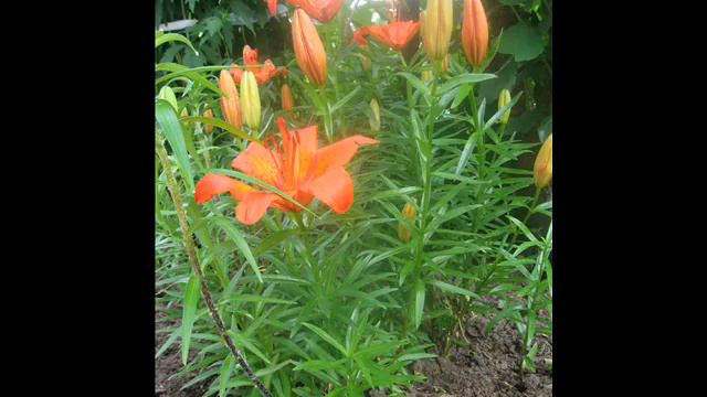 Летнее настроение смотреть онлайн