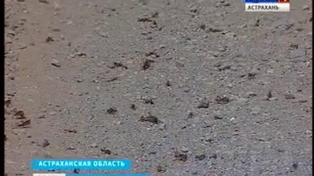В регионе борются с саранчой. Вредители с полей переходят на населённые пункты смотреть онлайн