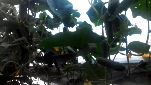 Огурец Тибурон ,что он из себя представляет .Первые признаки ложной мучнистой росы в наших ангарах. смотреть онлайн