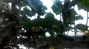 Огурец Тибурон ,что он из себя представляет .Первые признаки ложной мучнистой росы в наших ангарах.