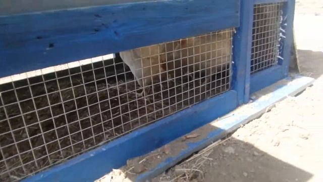 Курятник (мини на 5 куриц) своими руками смотреть онлайн