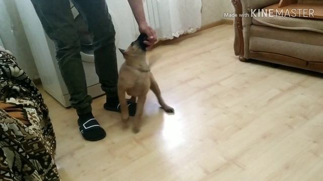 Начальная дрессировка щенка смотреть онлайн