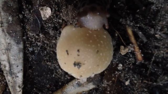 Leopard slug (Limax maximus) eating mushroom смотреть онлайн