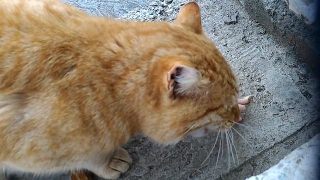 gatos смотреть онлайн