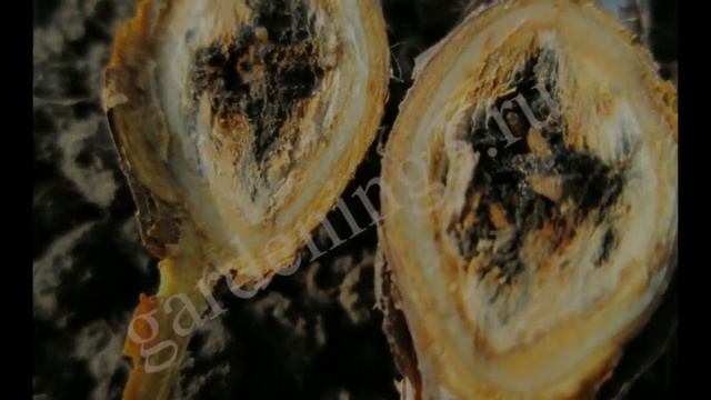 ?Вредители малины(малинная галлица) Почему сохнет малина смотреть онлайн