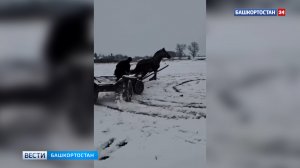 Дрифт на телеге сняли на видео в Башкирии