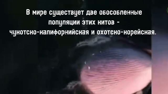 Морские гиганты смотреть онлайн