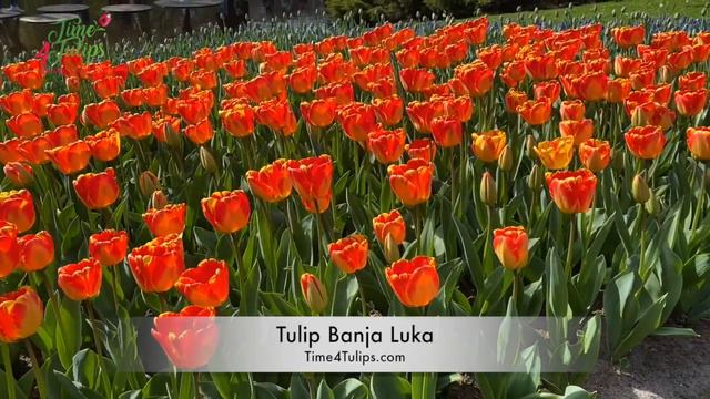 Tulip Banja Luka | Time4Tulips.com смотреть онлайн