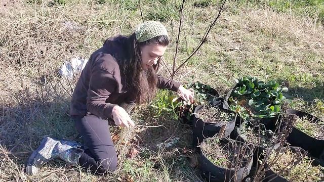 Freeze Prep For Potted Mints And Pineberries - Winter Garden Chores