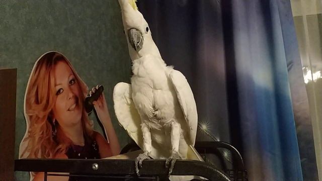 Какаду летает в комнате по команде | Cockatoo on command flies in the room смотреть онлайн
