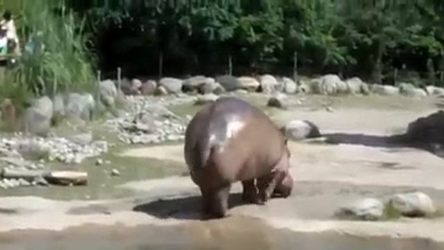 hippo gas смотреть онлайн