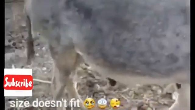 Super Murrah donkey meeting First time смотреть онлайн