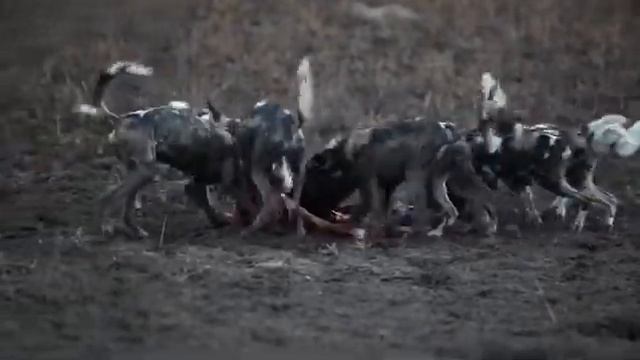 Гиеновидные собаки смотреть онлайн