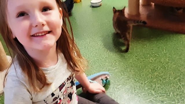 ЧАУЗИ Ф1 и дети! Chausie F1 and children! Игра с котятами Чаузи