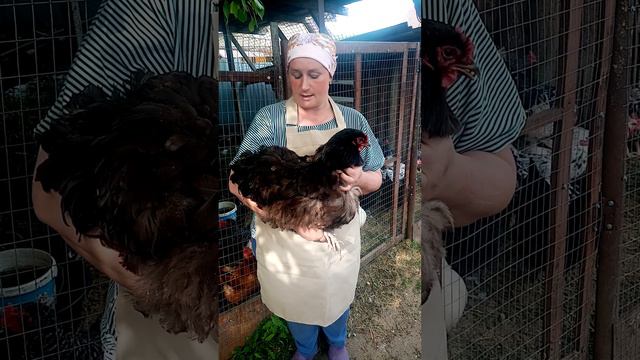 ОРПИНГТОН - это курица для души смотреть онлайн