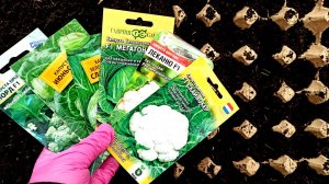 ТОЛЬКО ТАК РАССАДА КАПУСТЫ БУДЕТ КРЕПКОЙ! КОРЕНАСТАЯ РАССАДА КАПУСТЫ БЕЗ ПИКИРОВКИ И ПОДСВЕТКИ