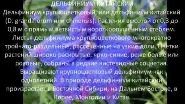 Многолетние цветы для сада Дельфиниум китайский смотреть онлайн