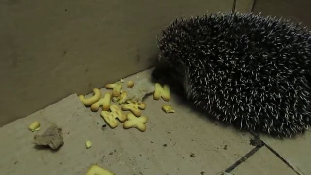 Печенье любимое лакомство ёжиков