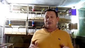 #Канарейки, осмотр гнезд ч. 1