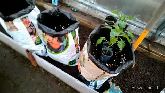 Высаживаю рассаду томатов и перцев в пакеты