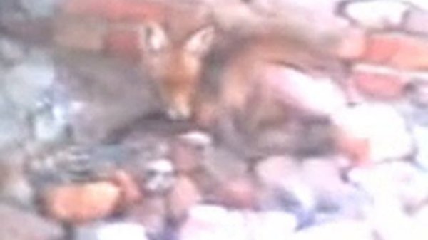 Чупакабра в Харьковской обл.(Chupacabra in Ukraine)