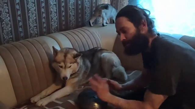 как глюкофон влияет на животных . секреты дрессировки животных с помощью звука смотреть онлайн
