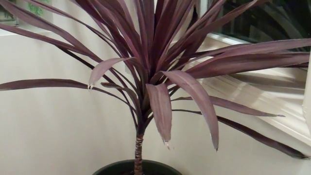 cordyline australis смотреть онлайн