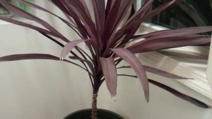 cordyline australis