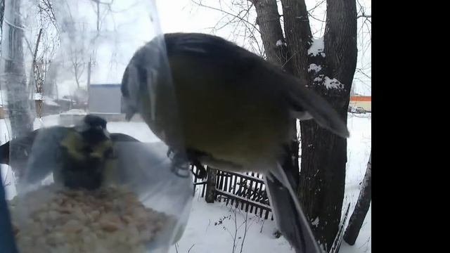 Птички - бой синиц за еду (Bird fight) / 鸟儿山雀 смотреть онлайн