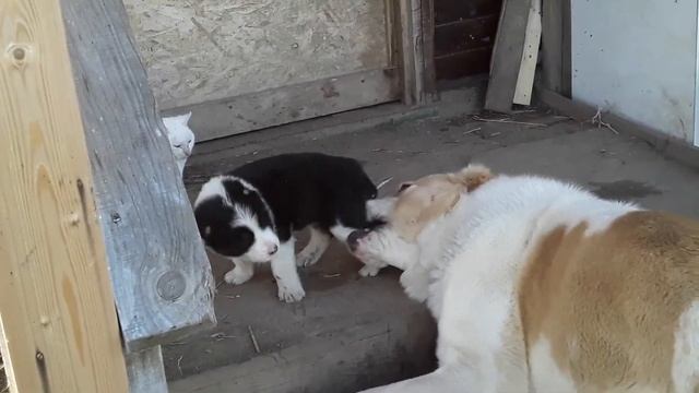 Щенки Алабая.Обработка от паразитов, прививки, комление, прогулки смотреть онлайн