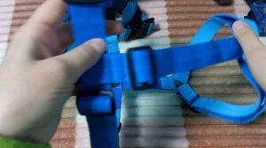 Вся амуниция моей собаки