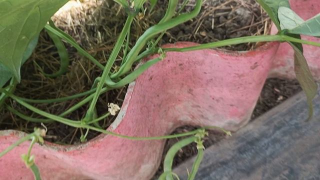 Обзор😊 Сад, огород 🥦🍅🥕🍎🌶️🫐🧅🍊🍈🥒🥬🫑 смотреть онлайн