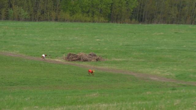 Фараонова собака ILIFIA IZ SCHNEIDER RICH (к) и РОКСИ ИФЕ ШАНИ ИЗ ШНЕЙДЕР РИЧ (б) смотреть онлайн