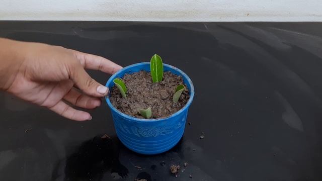 How To Grow Adenium Plant With Leaves/ Adenium Plant Care